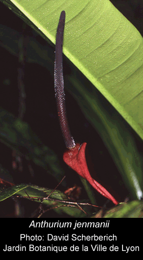 Anthurium jenmanii spathe and spadix, Photo courtesy botanist David Scherberich