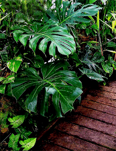 Monstera deliciosa, Copyright 2005, Steve Lucas, www.ExoticRainforest.com