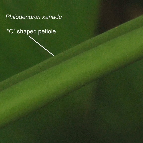 Philodendron xanadu "C" shaped petiole, Photo Copyright 2009, Steve Lucas, www.ExoticRainforest.com