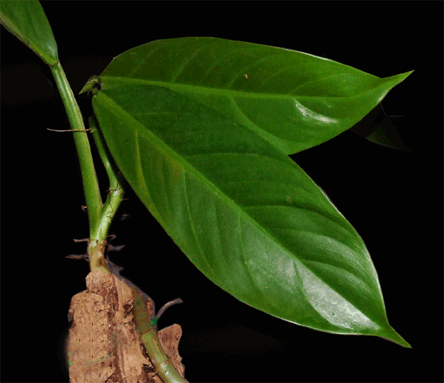 Philodendron heterocraspedum, Photo Copyright 2008, Steve Lucas, www.ExoticRainforest.com