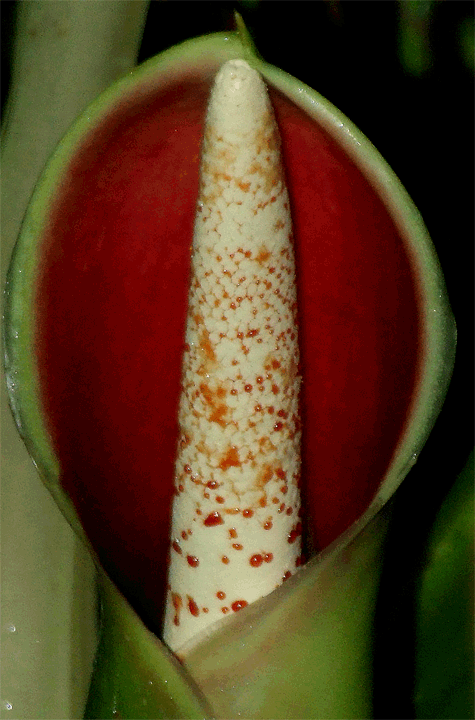 Philodendron sagittifolium spathe and spadix at anthesis, Photo Copyright 2008, Steve Lucas, www.ExoticRainforest.com