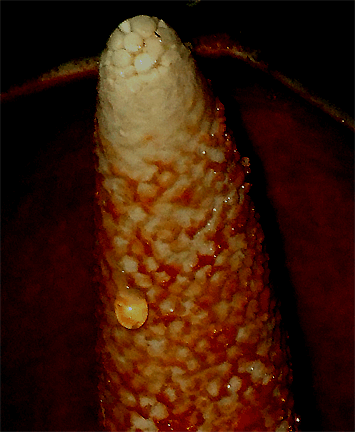possibly Philodendron pollen, Philodendron sagittifolium, Photo Copyright Steve Lucas 2008, www.ExoticRainforest.com