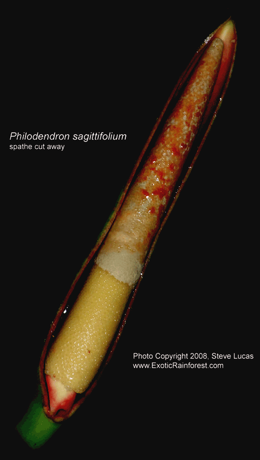 Philodendron sagittifolium with spathe cut away, Photo Copyright 2008, Steve Lucas, www.ExoticRainforest.com