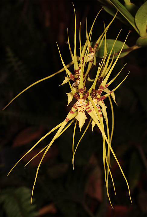 orchid, photo Copyright 2010 Steve Lucas, www.ExoticRainforest.com